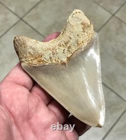 Multiple Pathologies & Extremely Attractive 4.43- Megalodon Sharktooth Fossil