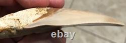Multiple Pathologies & Extremely Attractive 4.43- Megalodon Sharktooth Fossil