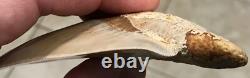 Multiple Pathologies & Extremely Attractive 4.43- Megalodon Sharktooth Fossil