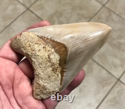 Multiple Pathologies & Extremely Attractive 4.43- Megalodon Sharktooth Fossil