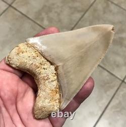 Multiple Pathologies & Extremely Attractive 4.43- Megalodon Sharktooth Fossil