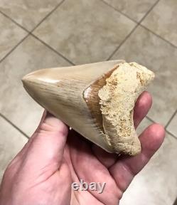 Multiple Pathologies & Extremely Attractive 4.43- Megalodon Sharktooth Fossil