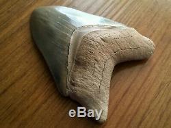 Museum Quality 3.50 Inch Bone Valley Megalodon Fossil Shark Tooth Teeth