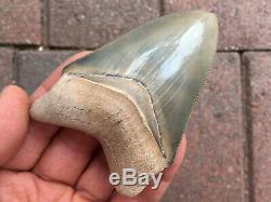 Museum Quality 3.50 Inch Bone Valley Megalodon Fossil Shark Tooth Teeth