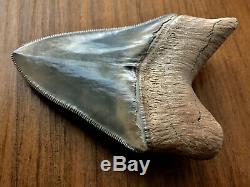 Museum Quality 3.50 Inch Bone Valley Megalodon Fossil Shark Tooth Teeth