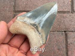 Museum Quality 3.50 Inch Bone Valley Megalodon Fossil Shark Tooth Teeth