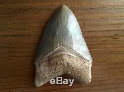 Museum Quality 3.50 Inch Bone Valley Megalodon Fossil Shark Tooth Teeth