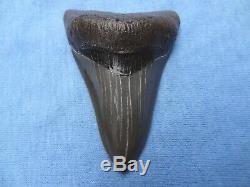 Museum Quality 3.59 Beaufort River, Sc Megalodon Shark Tooth Teeth