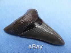 Museum Quality 3.59 Beaufort River, Sc Megalodon Shark Tooth Teeth