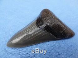 Museum Quality 3.59 Beaufort River, Sc Megalodon Shark Tooth Teeth