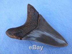 Museum Quality 3.59 Beaufort River, Sc Megalodon Shark Tooth Teeth