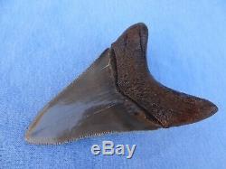 Museum Quality 3.59 Beaufort River, Sc Megalodon Shark Tooth Teeth