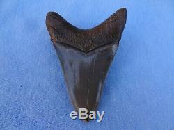 Museum Quality 3.59 Beaufort River, Sc Megalodon Shark Tooth Teeth