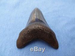 Museum Quality 3.59 Beaufort River, Sc Megalodon Shark Tooth Teeth