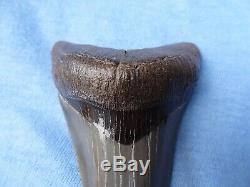 Museum Quality 3.59 Beaufort River, Sc Megalodon Shark Tooth Teeth