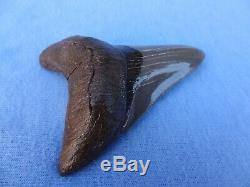 Museum Quality 3.59 Beaufort River, Sc Megalodon Shark Tooth Teeth