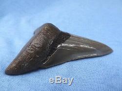 Museum Quality 3.59 Beaufort River, Sc Megalodon Shark Tooth Teeth
