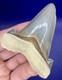 Museum Quality Angustiden Shark Tooth Fossil 2.77 Chandler Bridge Megalodon Fam