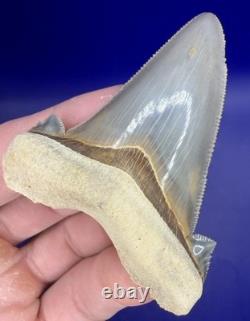 Museum Quality Angustiden Shark Tooth Fossil 2.77 Chandler Bridge Megalodon Fam