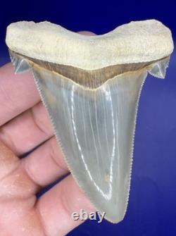 Museum Quality Angustiden Shark Tooth Fossil 2.77 Chandler Bridge Megalodon Fam