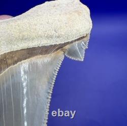 Museum Quality Angustiden Shark Tooth Fossil 2.77 Chandler Bridge Megalodon Fam