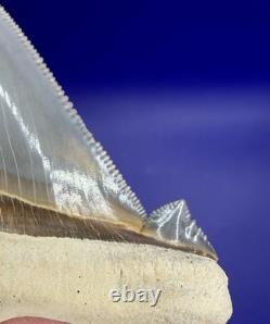 Museum Quality Angustiden Shark Tooth Fossil 2.77 Chandler Bridge Megalodon Fam