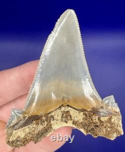 Museum Quality Angustiden Shark Tooth Fossil 2.77 Chandler Bridge Megalodon Fam