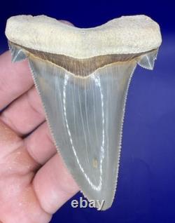 Museum Quality Angustiden Shark Tooth Fossil 2.77 Chandler Bridge Megalodon Fam
