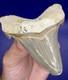 Museum Quality Angustiden Shark Tooth Fossil 2.88 Chandler Bridge Megalodon Fam
