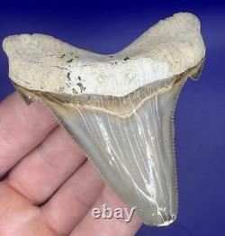 Museum Quality Angustiden Shark Tooth Fossil 2.88 Chandler Bridge Megalodon Fam