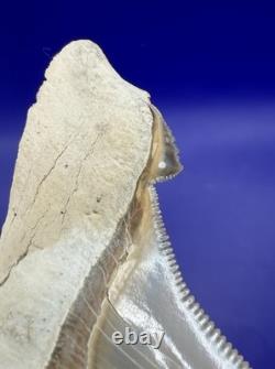 Museum Quality Angustiden Shark Tooth Fossil 2.88 Chandler Bridge Megalodon Fam