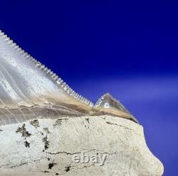 Museum Quality Angustiden Shark Tooth Fossil 2.88 Chandler Bridge Megalodon Fam