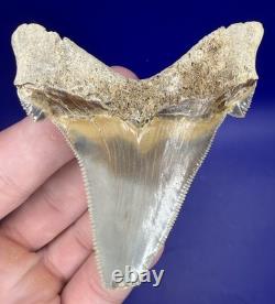 Museum Quality Angustiden Shark Tooth Fossil 2.88 Chandler Bridge Megalodon Fam