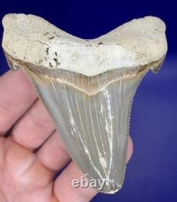 Museum Quality Angustiden Shark Tooth Fossil 2.88 Chandler Bridge Megalodon Fam