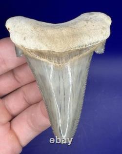 Museum Quality Angustiden Shark Tooth Fossil 3.00 Chandler Bridge Megalodon Fam