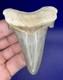 Museum Quality Angustiden Shark Tooth Fossil 3.00 Chandler Bridge Megalodon Fam
