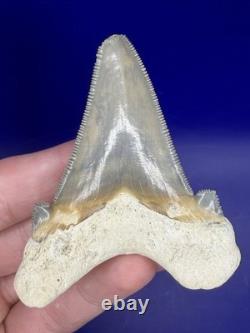 Museum Quality Angustiden Shark Tooth Fossil 3.00 Chandler Bridge Megalodon Fam