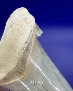 Museum Quality Angustiden Shark Tooth Fossil 3.00 Chandler Bridge Megalodon Fam