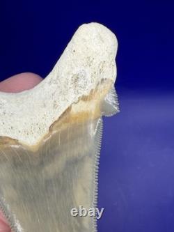 Museum Quality Angustiden Shark Tooth Fossil 3.00 Chandler Bridge Megalodon Fam