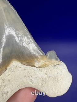 Museum Quality Angustiden Shark Tooth Fossil 3.00 Chandler Bridge Megalodon Fam