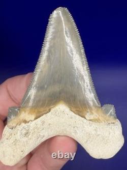 Museum Quality Angustiden Shark Tooth Fossil 3.00 Chandler Bridge Megalodon Fam