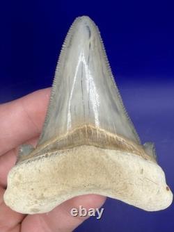 Museum Quality Angustiden Shark Tooth Fossil 3.00 Chandler Bridge Megalodon Fam