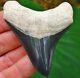 Museum Quality Bone Valley Megalodon Fossil Shark Tooth Florida Teeth Miocene