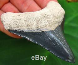 Museum Quality Bone Valley Megalodon Fossil Shark Tooth Florida teeth Miocene