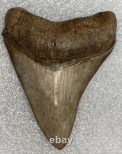 Museum Quality Carcharocles Megalodon Fossil Shark Tooth Georgia