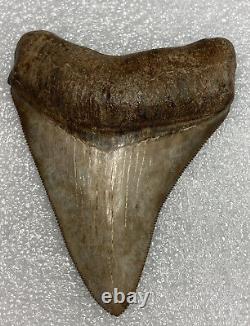 Museum Quality Carcharocles Megalodon Fossil Shark Tooth Georgia