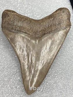 Museum Quality Carcharocles Megalodon Fossil Shark Tooth Georgia