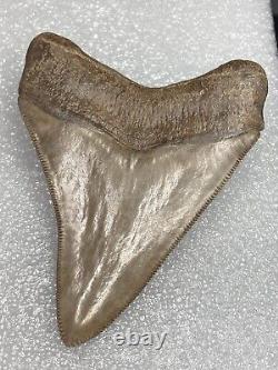 Museum Quality Carcharocles Megalodon Fossil Shark Tooth Georgia