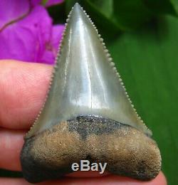 Museum Quality Florida Fossil Great White Shark Tooth not Megalodon teeth Gem