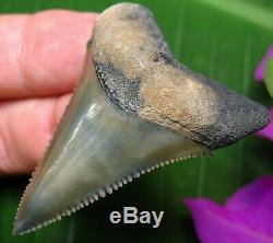 Museum Quality Florida Fossil Great White Shark Tooth not Megalodon teeth Gem